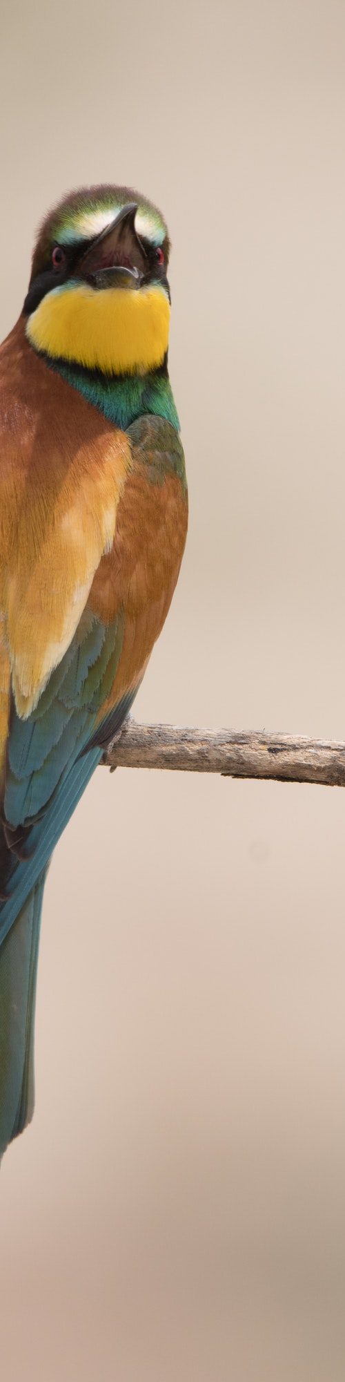 Bird standing on tree branch