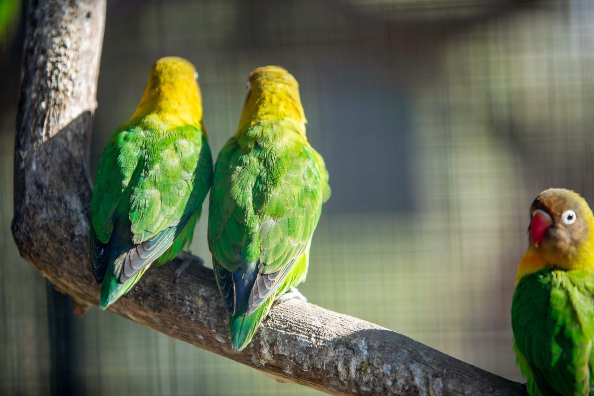 Colorful parrots in a cage at a zoo