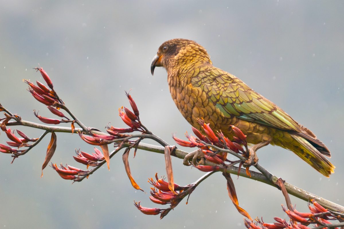 Kea parrot