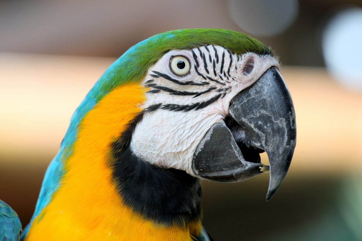 Macaw parrot