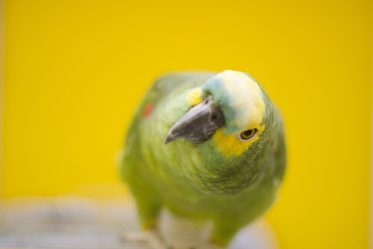 Parrot against yellow background