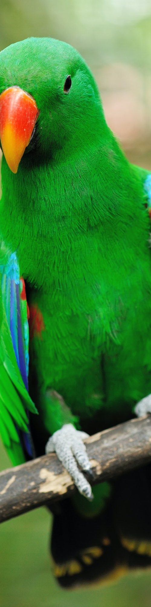 Parrot bird