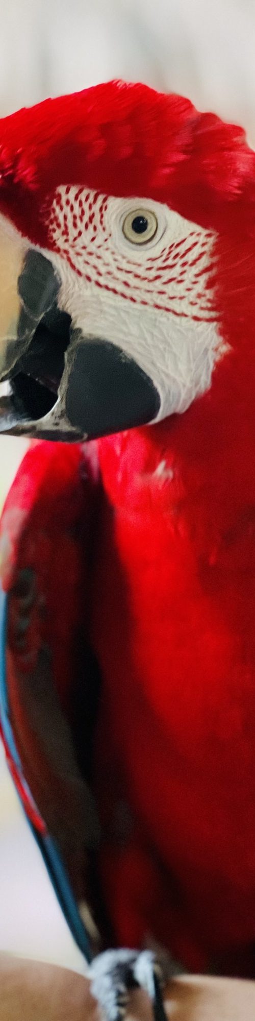 Pretty red parrot.