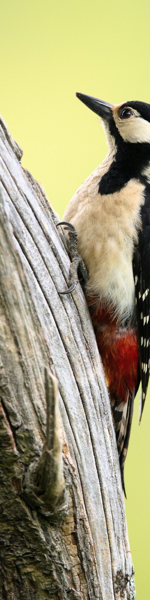 Wonderful bird on wood